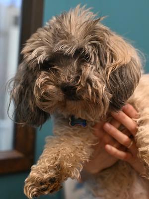 Lucky Morris, Lhasa Apso Mix, senior, available for adoption