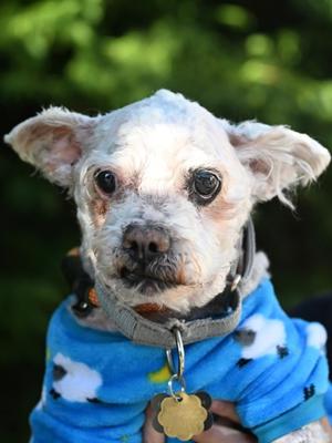 Jude, Poodle - Miniature Mix, senior, available for adoption