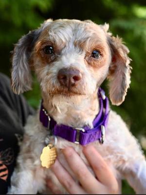 Cheese, Mixed Breed, adult, available for adoption