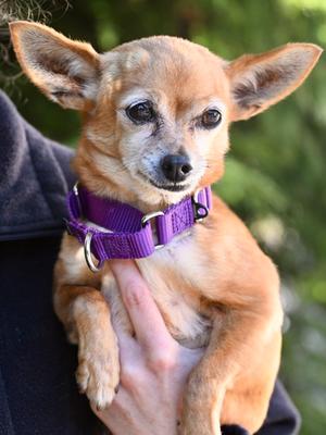 Madonna, Chihuahua - Smooth Coated Mix, senior, available for adoption