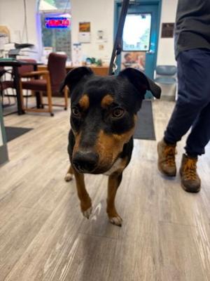 Sanji, Mixed Breed, available for adoption