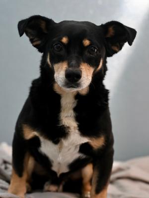 Pawl Newman, Chihuahua - Smooth Coated and Terrier, adult, available for adoption