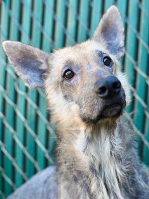 Rex, German Shepherd Dog Mix, adult, available for adoption