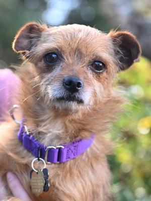 A close-up of a small dog with brown fur and a purple collar, looking directly at the camera.