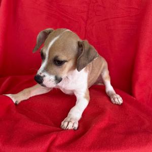 "Orville" Wright, Rat Terrier, puppy, available for adoption