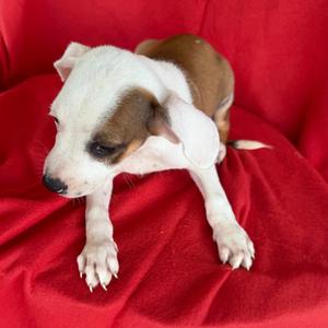 "Wilber" Wright, Rat Terrier, puppy, available for adoption