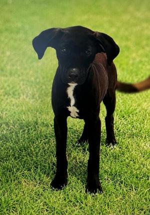 Brian, Chocolate Labrador Retriever, puppy, available for adoption
