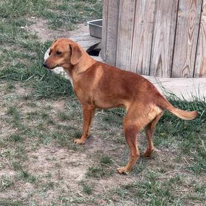 Legs, Foxhound / Mixed Breed, adult, available for adoption