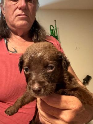 Extra Cheese, Dachshund / Australian Kelpie, puppy, available for adoption