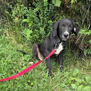 Barkley, English Coonhound, puppy, available for adoption