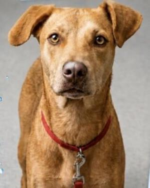 Chorizo, English Foxhound / Mixed Breed, young, available for adoption