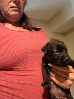 Mushroom, Dachshund / Australian Kelpie, puppy, available for adoption