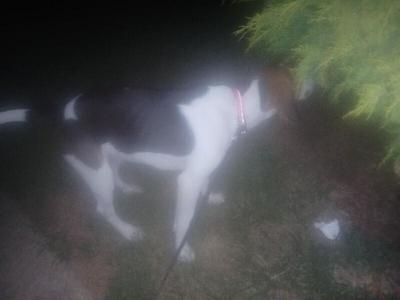 Casey, Beagle / Mixed Breed, adult, available for adoption