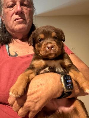 Sausage, Australian Kelpie / Dachshund, puppy, available for adoption