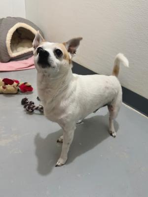 Champ, Chihuahua, adult, available for adoption