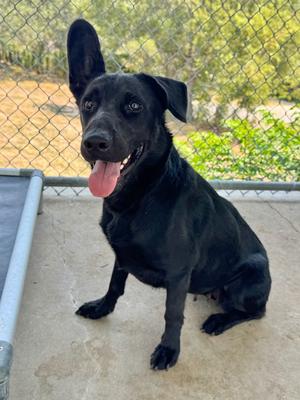 Claire, German Shepherd Dog, available for adoption