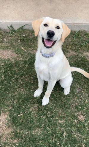 Luna, Labrador Retriever/Golden Retriever, available for adoption