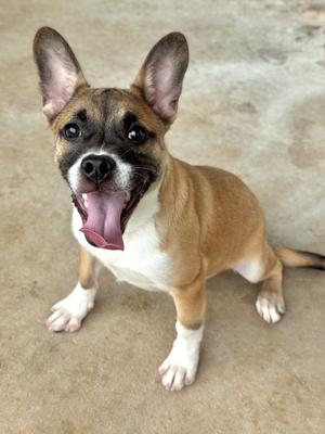 Bentley, Shepherd, puppy, available for adoption