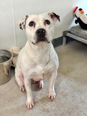 Gracie, Pit Bull Terrier, young, available for adoption