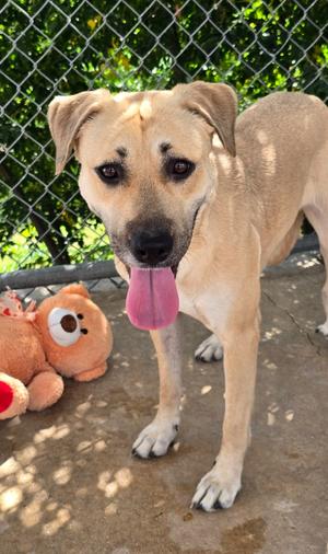 Lexi, Anatolian Shepherd, young, available for adoption