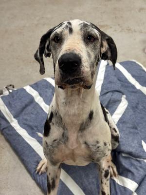 A black and white spotted dog sitting on a blue and white striped blanket.