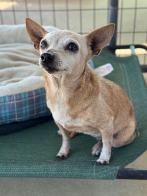 Bambi "Grandma", Chihuahua, senior, available for adoption