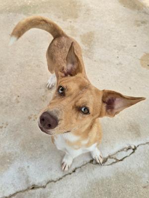 Lily, Terrier/Dachshund, available for adoption