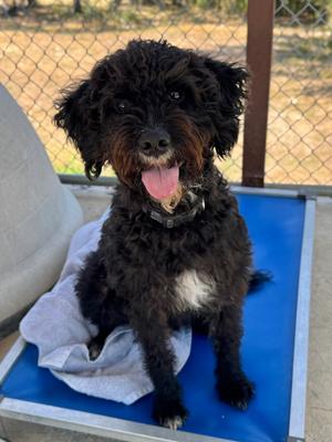 Chester, Poodle, available for adoption
