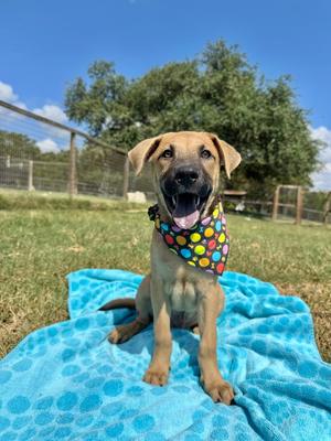 Benny, Chow Chow/Black Mouth Cur, puppy, available for adoption