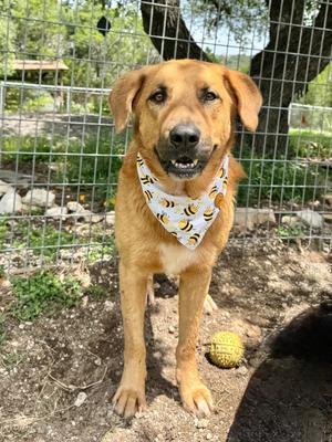 Dexter, Anatolian Shepherd/Golden Retriever, young, available for adoption