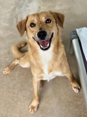 Romeo, Terrier, available for adoption