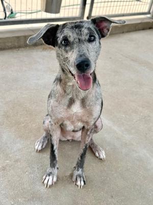 Nova, Cattle Dog, adult, available for adoption
