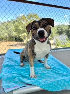 Penny, Staffordshire Bull Terrier, available for adoption