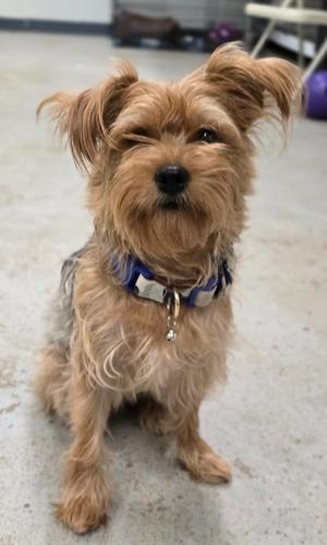 Beans, Yorkshire Terrier Yorkie/Schnauzer, young, available for adoption