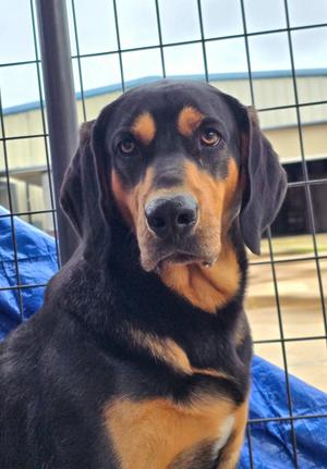 Duke, Black and Tan Coonhound, young, available for adoption