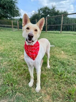 Lucky, White German Shepherd, adult, available for adoption