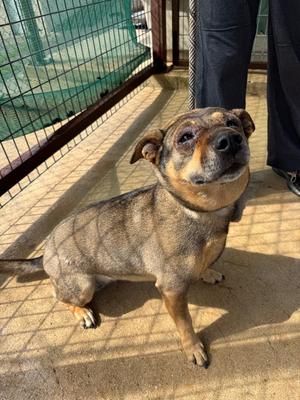 Ballerina, Chihuahua/Dachshund, senior, available for adoption