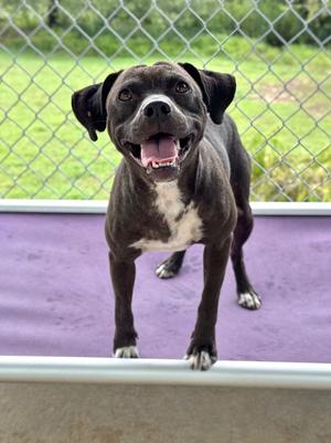 Baby, Pit Bull Terrier/Terrier, available for adoption