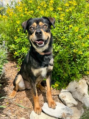 Asher, Rottweiler/Shepherd, young, available for adoption