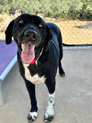 Molly, Border Collie, adult, available for adoption