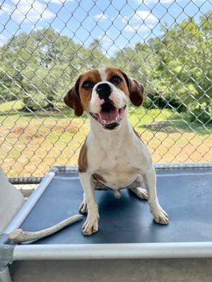 Dustin, Beagle/Boxer, available for adoption