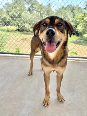 Dawson, Rottweiler/Shepherd, available for adoption