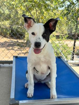 Pumpkin, Terrier, available for adoption