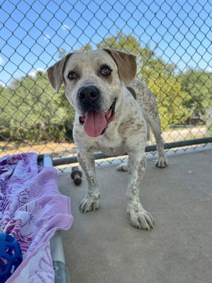 A spotted dog with a happy expression standing behind a chain-link fence.