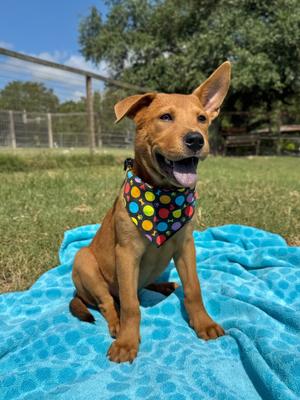 Rollo (Astro), Chow Chow/Black Mouth Cur, puppy, available for adoption