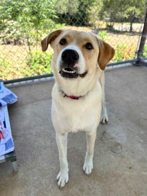 Sandy, Shepherd, adult, available for adoption