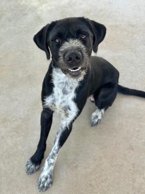 Enzo, German Wirehaired Pointer, young, available for adoption