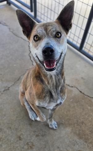 Nanook, Terrier, adult, available for adoption