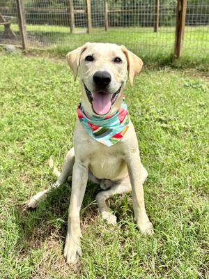 Carl, Labrador Retriever, available for adoption