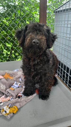 Frankie (Oakley), Poodle/Golden Retriever, available for adoption